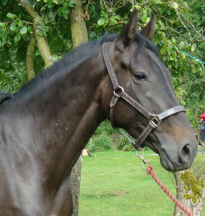 DSC02373 A Right Horse Right Home