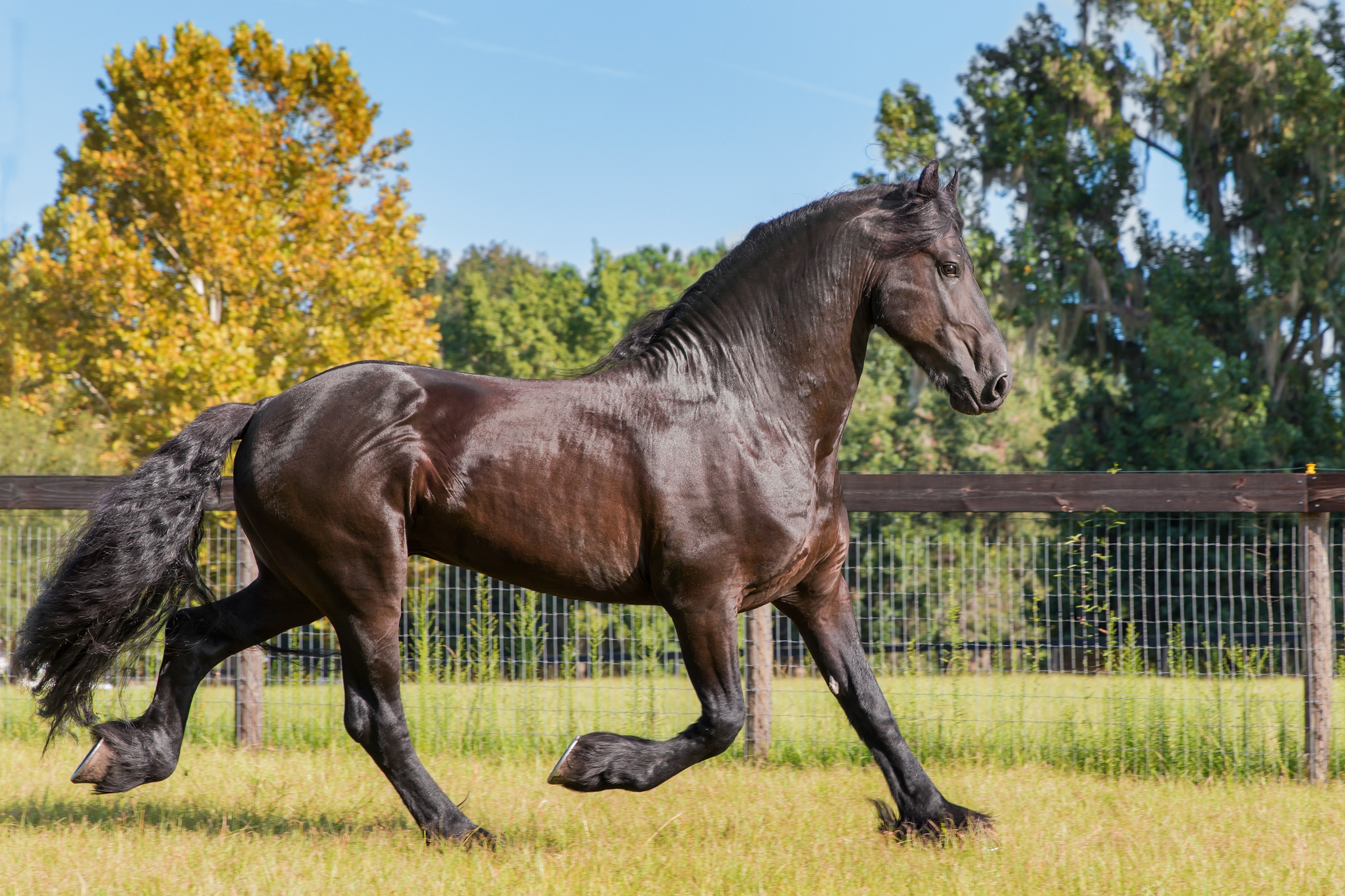 Brown black frisian / friesian horse trotting running moving slowly