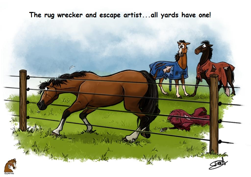 Funny Horse Greeting Cards - Right Horse Right Home