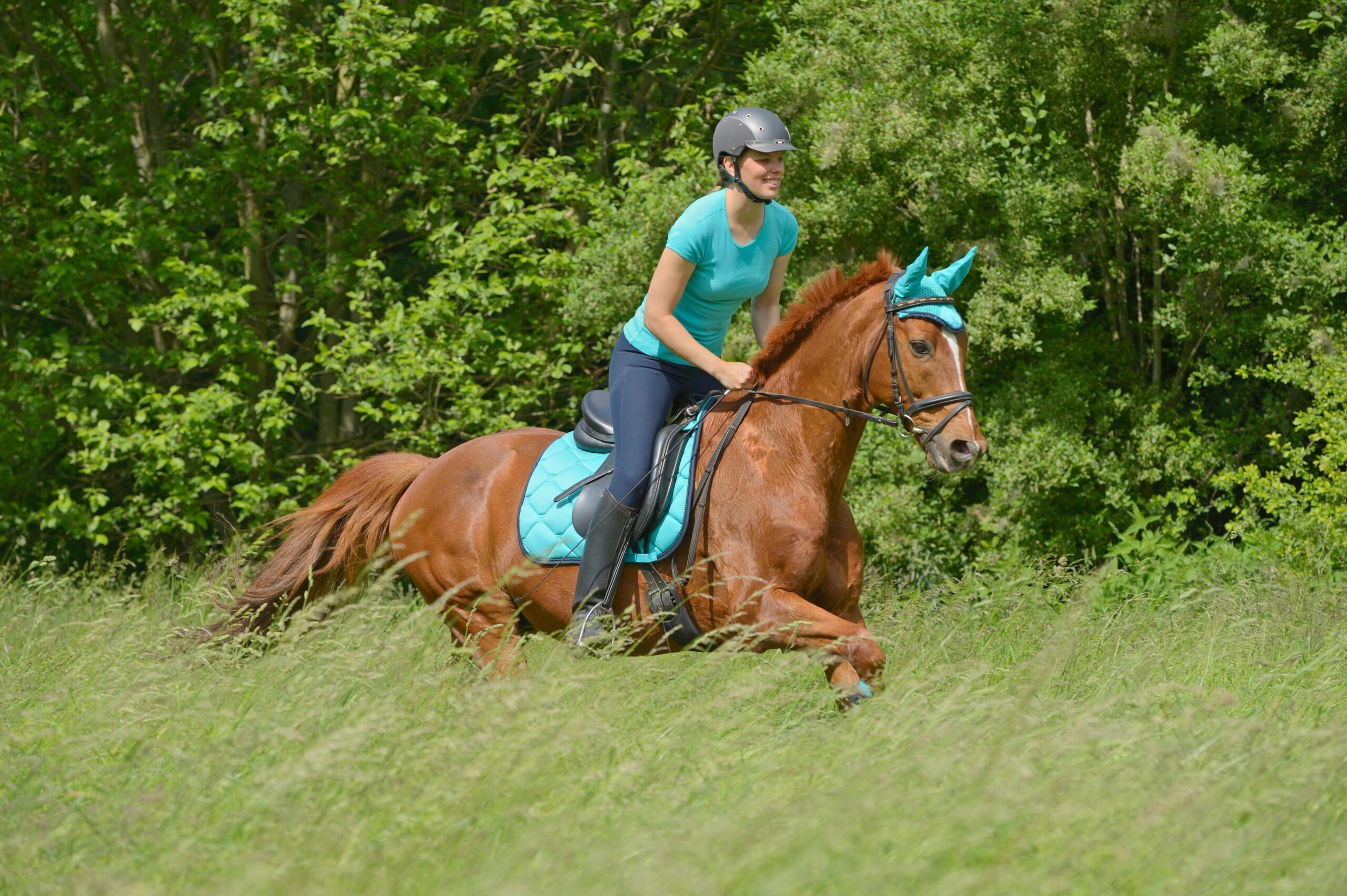 Search Horses For Sale