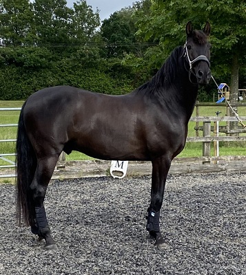 Beautiful Black Pure Bred Spanish Horse ( PRE )