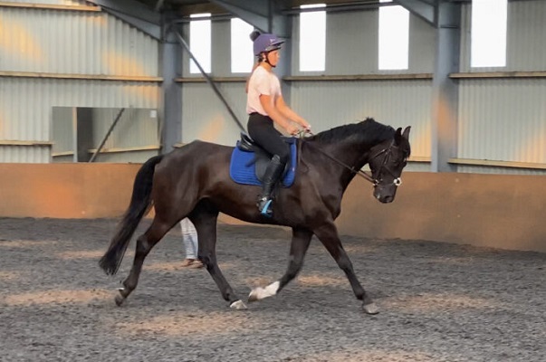 Free Horses For Sale Near Me The Biggest Horse Giveaway Ever Near You - 5vflllx