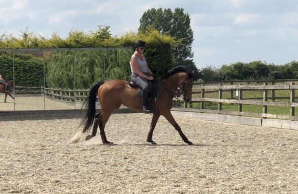 Free Horses For Sale Near Me The Biggest Horse Giveaway Ever Near You - 8qepdmh
