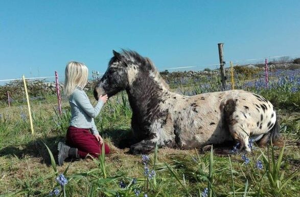 Free Horses For Sale Near Me The Biggest Horse Giveaway Ever Near You - kkkj201
