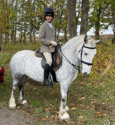 Part Loan – Safe &amp; Fun Dales Mare – Kenilworth - Right Horse Right Home