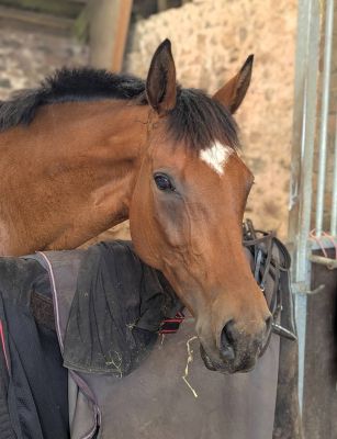 Brilliant Mother / Daughter Share / Allrounder - Right Horse Right Home