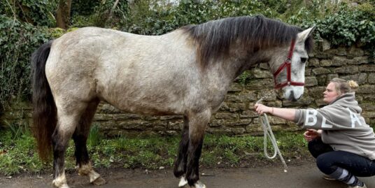 Super Class 1 – 3yr old Connemara Mare