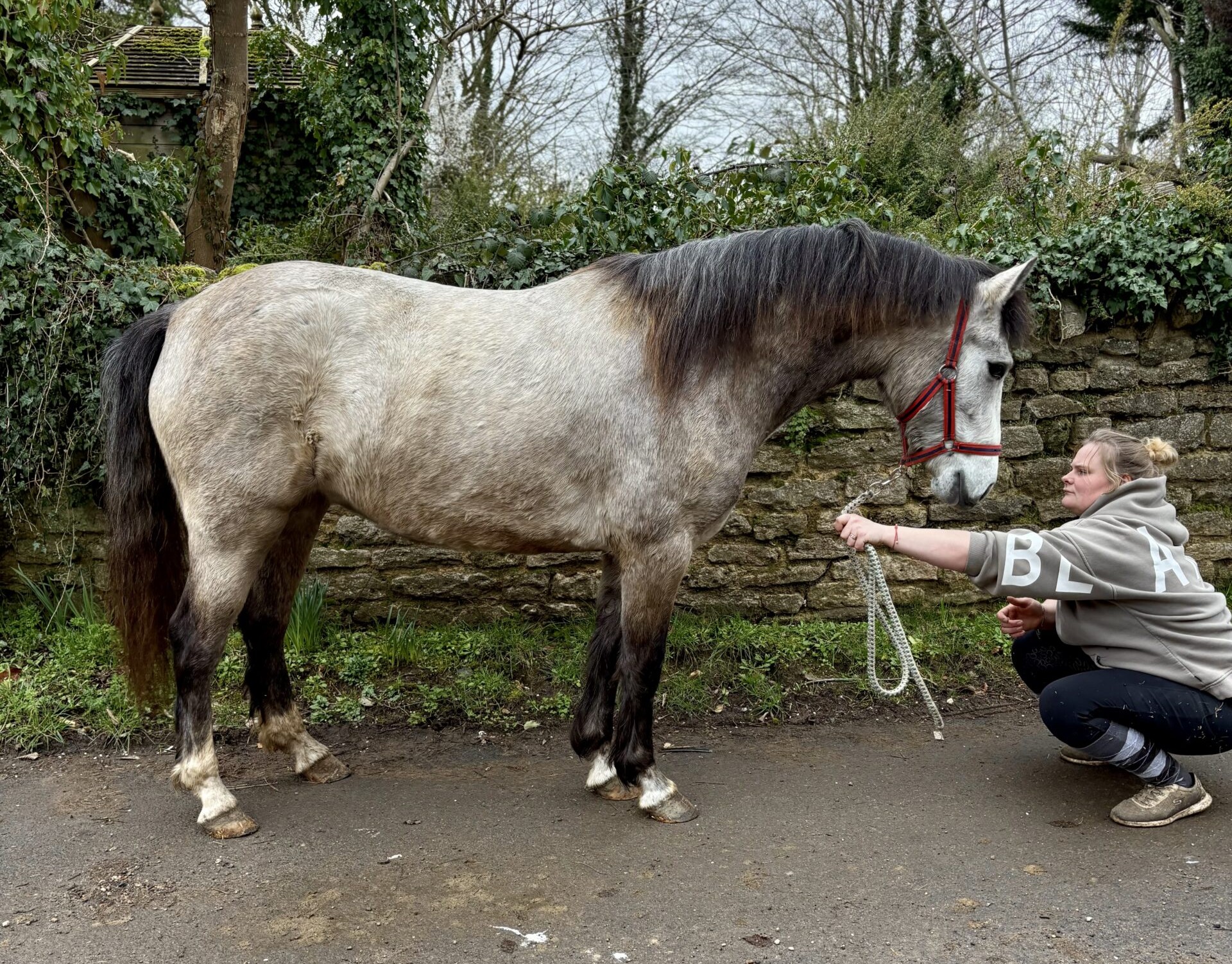 Super Class 1 – 3yr old Connemara Mare
