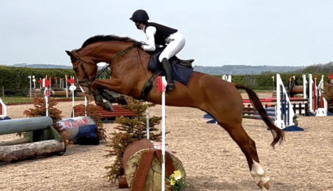 Big Star Gelding