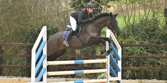 WB xTB All Black SJ / Eventing Mare