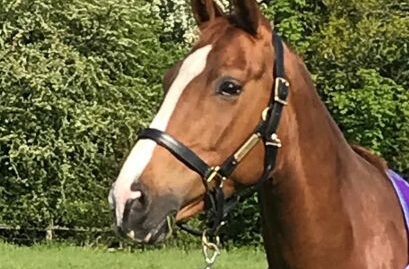 Very Sweet Natured Nanny/Companion Mare