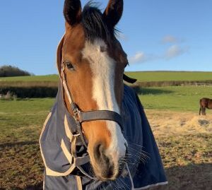 Ex Racehorse – Project
