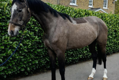 Quality 4yo Mare by Cadensky – Smart, Athletic & Riding Away