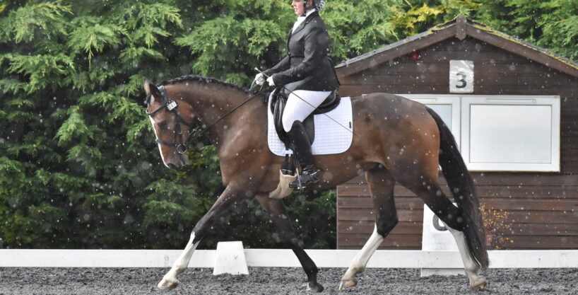 Quality Gelding – Experienced, Genuine & Versatile