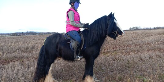 Great Kids Pony Lovely Temperament