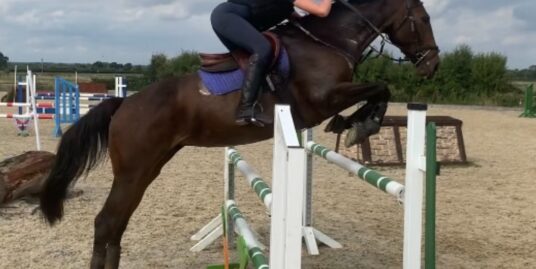 Talented SJ/Allrounder Mare