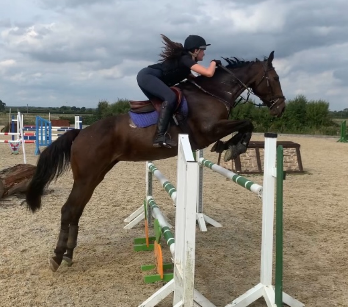 Talented SJ/Allrounder Mare