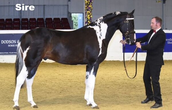 LOSTOCK-CANDYMAN-Standing-1