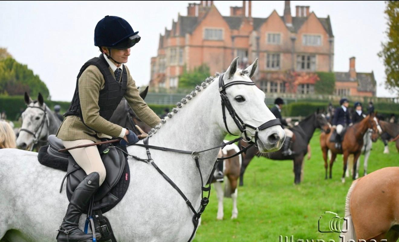 Stunning Connemara Gelding