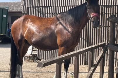 Beautiful Ex Riding School Trotter Gelding