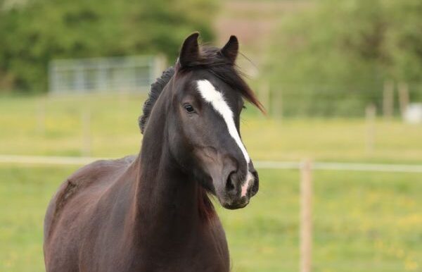 Bertie