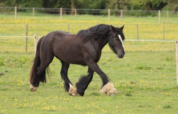 Bertie5