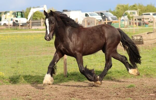 Bertie6