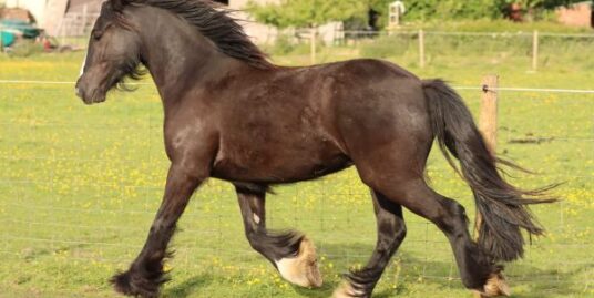 Well Handled 3yr old Quality Cob