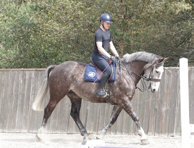 Registered Irish Draught, Super Hunter / Hack