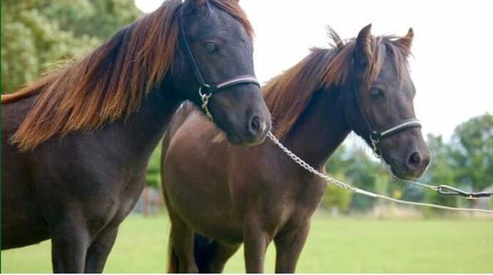 Falabella5