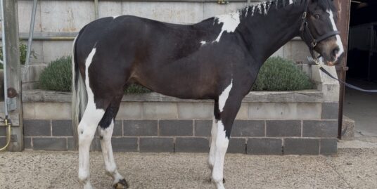 Quality Young Horse