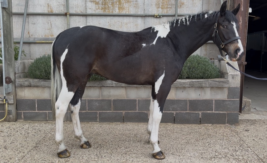 Quality Young Horse