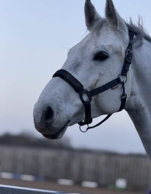 Ivor2