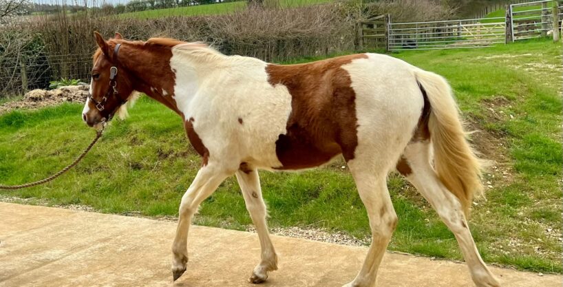 Yearling Coloured Filly