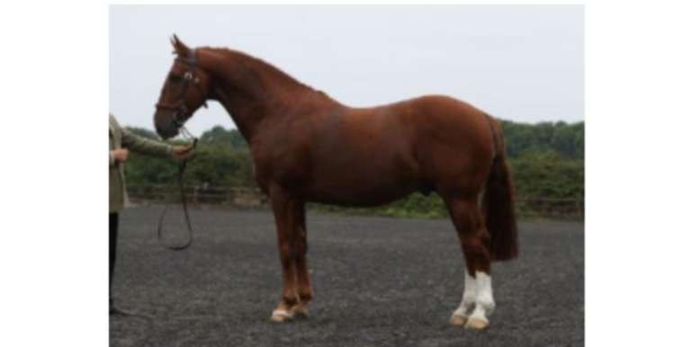 Sire