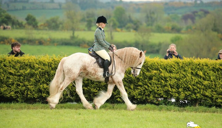 Traditional Coloured Gelding