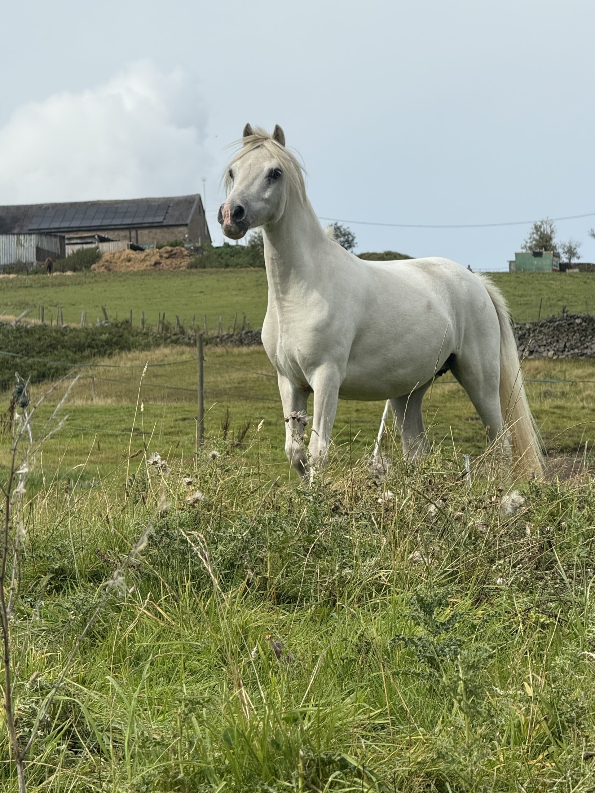 Lead Rein Pony for Full Loan