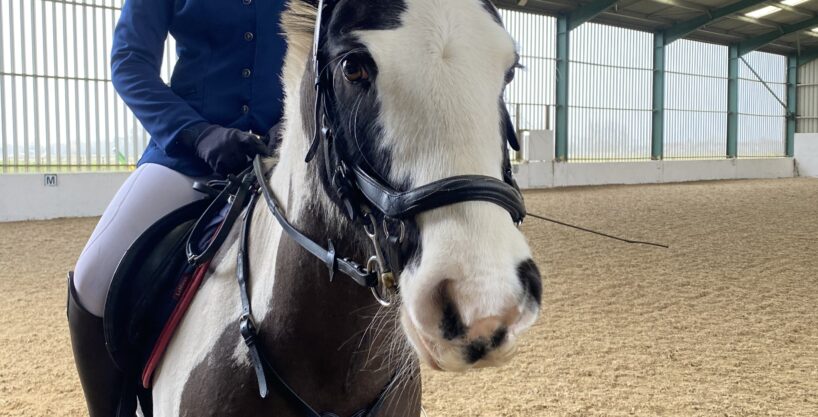 Once in A Lifetime Pony, Safe Allrounder – Forever Home Wanted