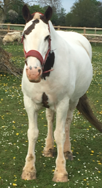 Kind, Safe and Sensible Family Cob