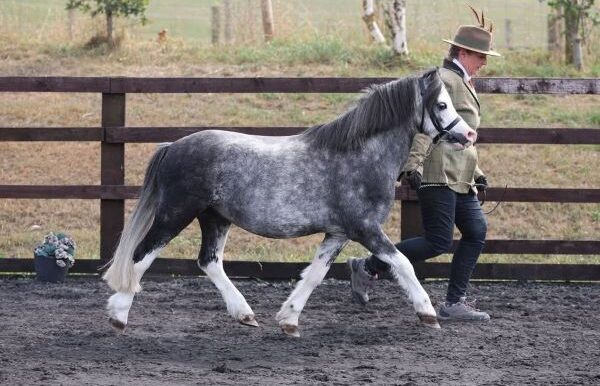 Prancer2