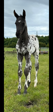 Sir Vincent Azzuro5