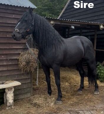 Sire