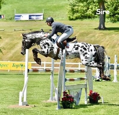 Sire