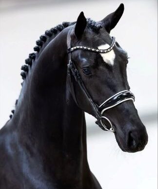 D'Alliante4