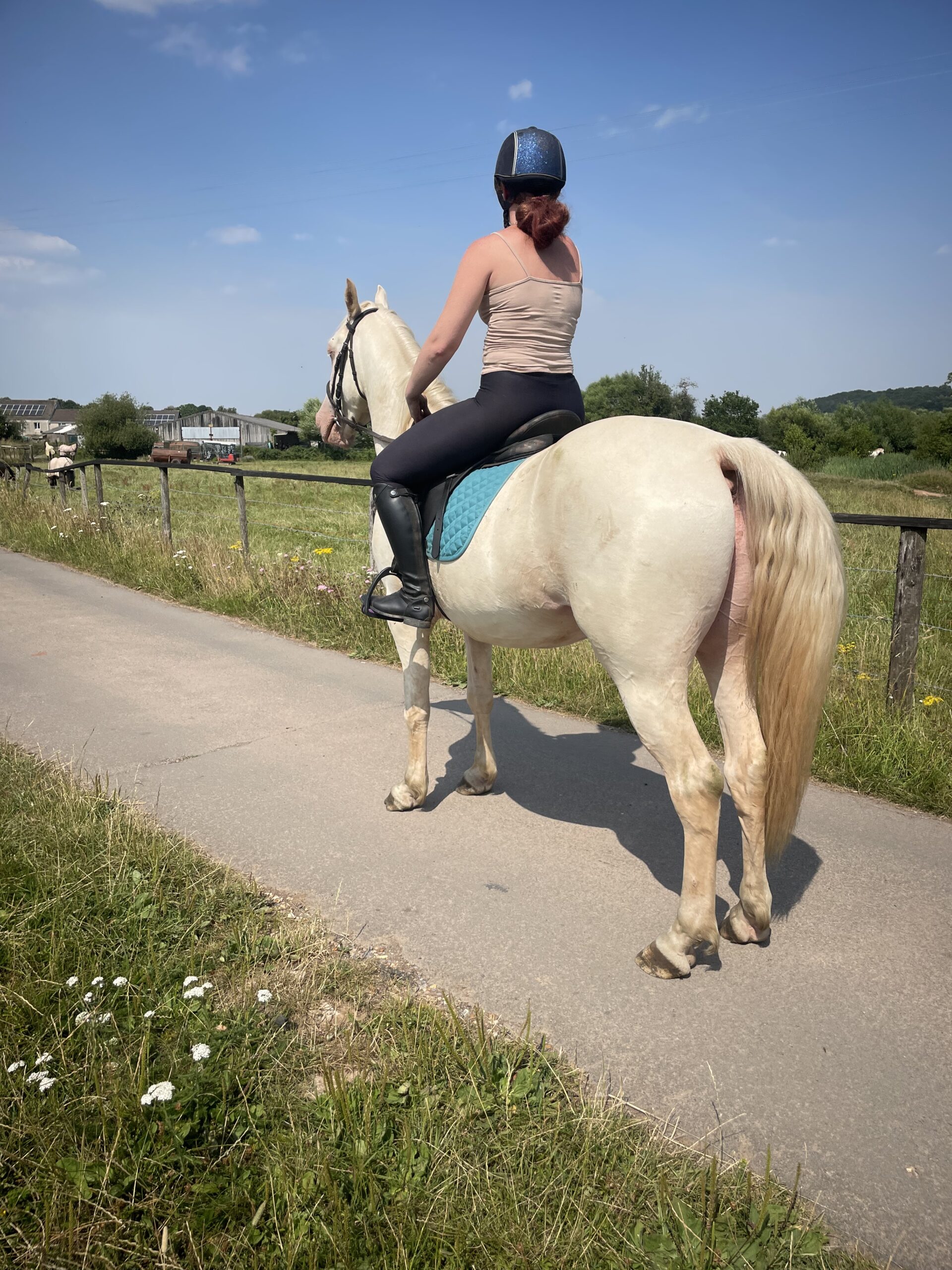 Flashy Welsh D x Arab