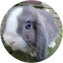 Kelly - Rose Cottage Pets profile picture