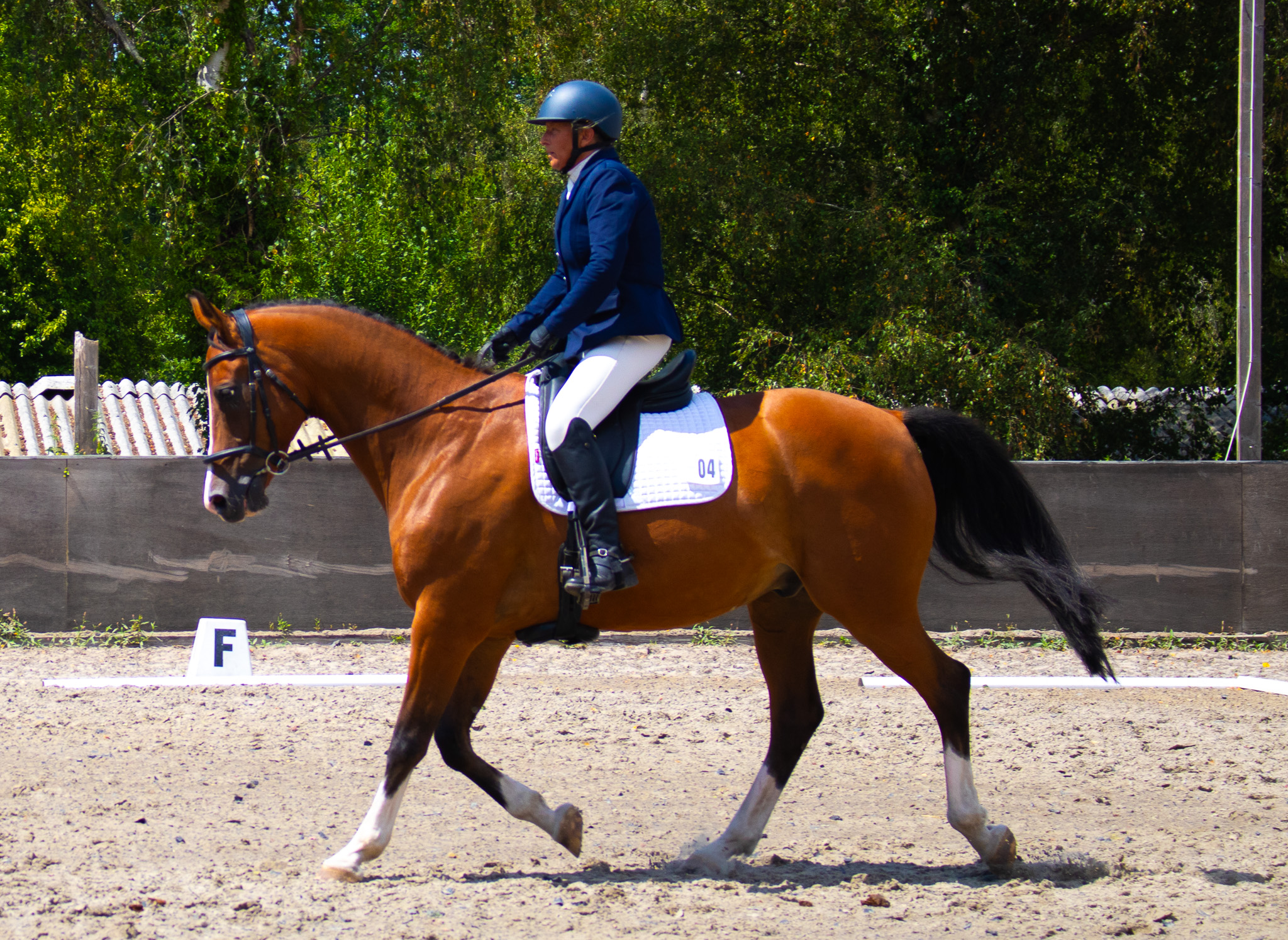 Dressage Schoolmaster