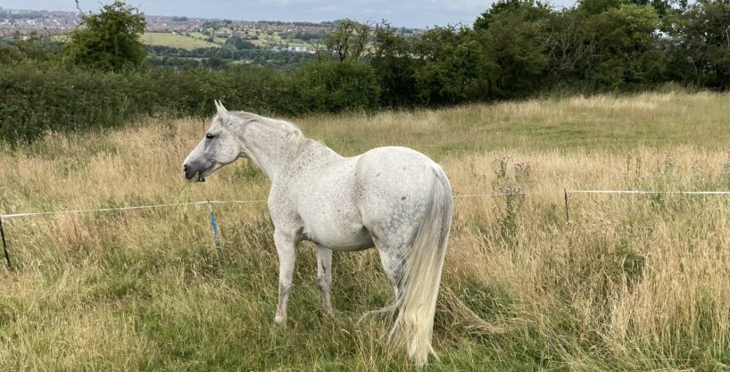 Zangersheide Gelding Seeks Companion Home