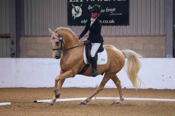 Koko the Dream Palomino