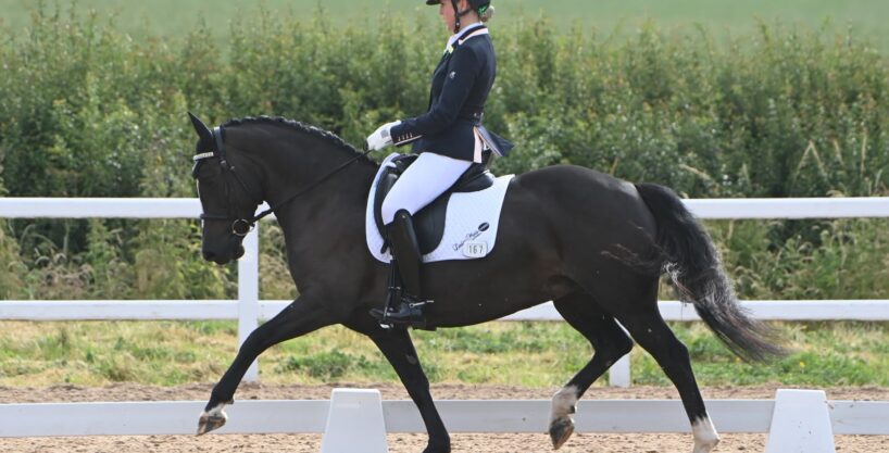 Welsh D Dressage Mare
